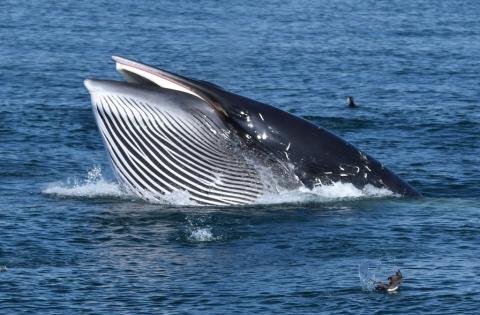 A minke whale with its mouth open as it surfaces.