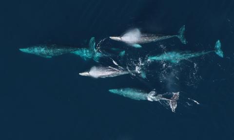 A group of five gray whales swimming in the same direction seen from above.