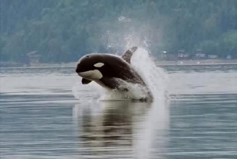 Puget Sound's orcas are among the most contaminated marine mammals in the world. Photo: Minette Layne (CC-BY-2.0) https://en.wikipedia.org/wiki/Killer_whale#/media/File:Orca_porpoising.jpg
