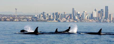 A pod of orcas swimming in Puget Sound with the Seattle skyline in the background.