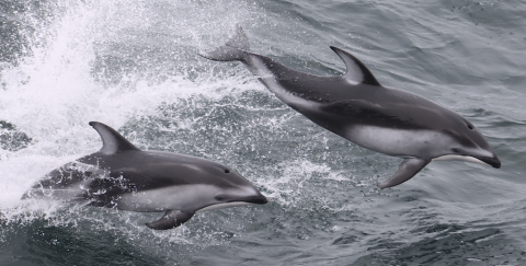 A pair of dolphins leaping out of water side by side.