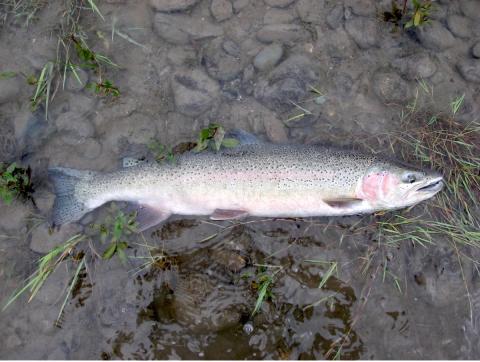 A fish with many small dark spots and pink and grey coloring lying on its side in shallow water.