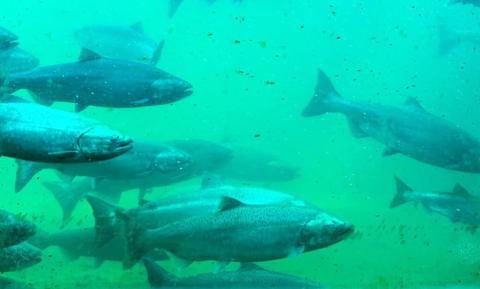 Several fish swimming behind a glass window in blue-green light.