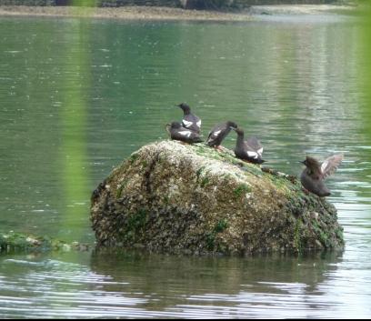 Pigeon Guillemots at Zangle Cove. Photo by Bobbie Moody.