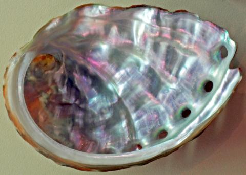 Interior shell of pinto abalone (Haliotis kamtschatkana). Photo: James St. John (CC BY 2.0) https://flic.kr/p/DNTsBV