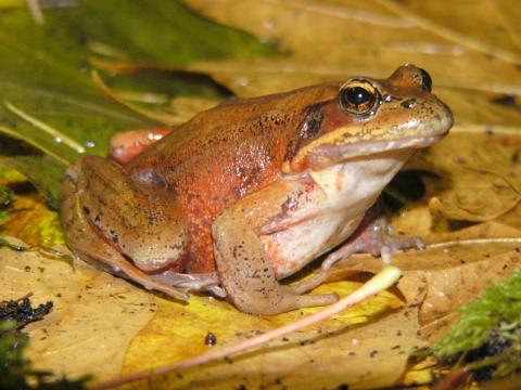 Adult female Rana aurora during fall migration of 2005 in Puget Sound (Hayes, Marc 2005).