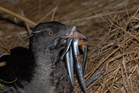 Rhinoceros Auklet carrying sand lance. Photo by Peter Hodum.
