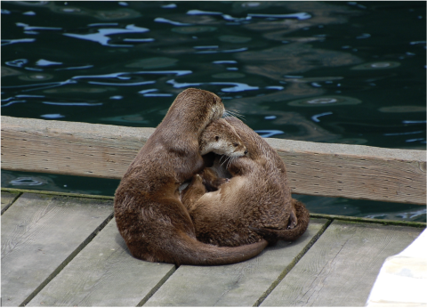 River otters on a dock in Puget Sound 