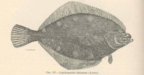 Rock Sole (Lepidopsetta bilineata); image courtesy Freshwater and Marine Image Bank, University of Washington Libraries Digital Collections
