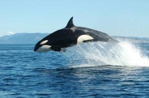 Photo courtesy University of Washington Center for Conservation Biology; conservationbiology.net