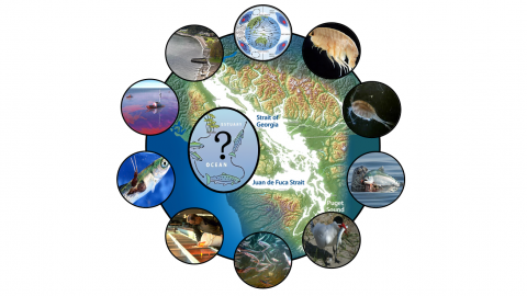 Key hypotheses include bottom-up and top-down processes and additional factors such as toxics, disease, and competition.  Graphic: Michael Schmidt, Salish Sea Marine Survival Project