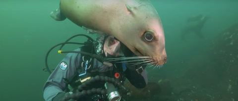 An image from "Salish Sea Wild." Video courtesy of the SeaDoc Society. 