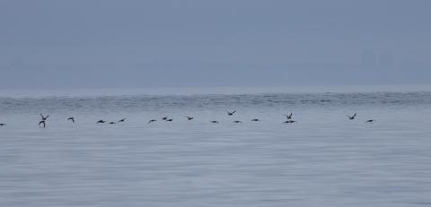 Flock of short-tailed shearwaters flying low over calm ocean water under overcast sky.