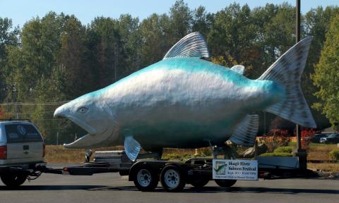 A large salmon sculpture on trailer advertising Skagit River Salmon Festival in Mount Vernon with trees in background