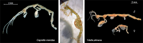 Skeleton shrimp. Image courtesy of Dave Cowles, wallawalla.edu.