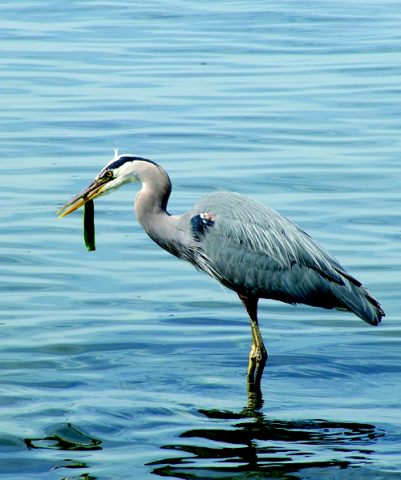 Great blue heron fishing. Photo: Leo Shaw, The Seattle Aquarium.