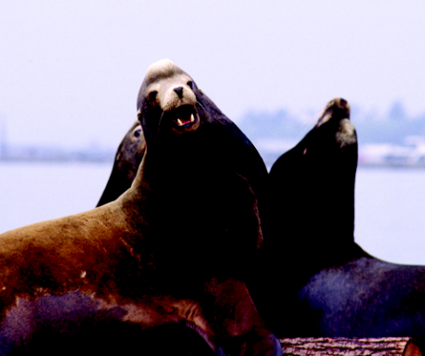 sea lions
