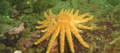 Sunflower sea stars have all but disappeared from the Salish Sea due to sea star wasting disease. Photo courtesy of PLOS ONE