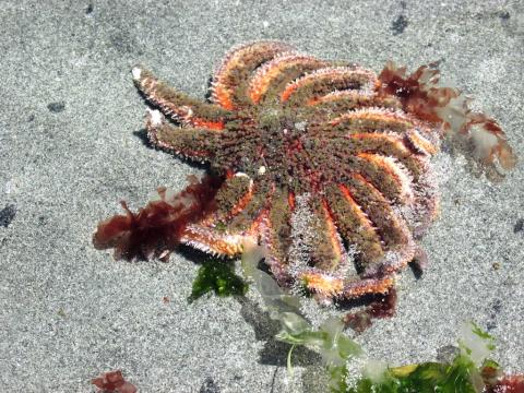 Sunflower star (Pycnopodia helianthoides). Photo: JBrew (CC BY-SA 2.0) https://flic.kr/p/Jag9sr