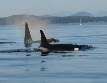 Southern Resident Killer Whales in Puget Sound. Photo courtesy of NOAA