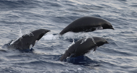 Three northern right whale dolphins surfacing partially out of water.