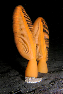 Ptilosarcus gurneyi (with a striped  nudibranch) off Whidbey Island, WA;  photo by Jan Kocian.