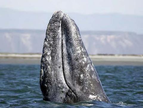 Gray whale (photo by Chris Johnson).