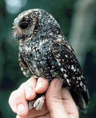 Flammulated owl (photo from Greg Lasley, USGS).