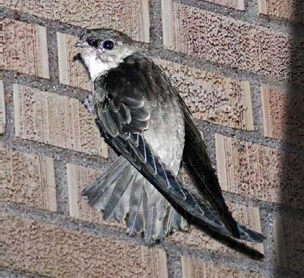 Vaux’s swift (photo by Curt Young).