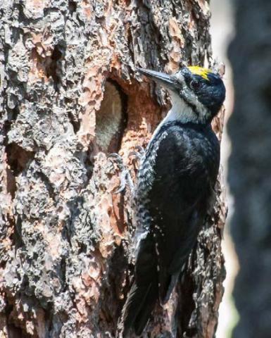 Black-backed woodpecker (photo by Joe Higbee).
