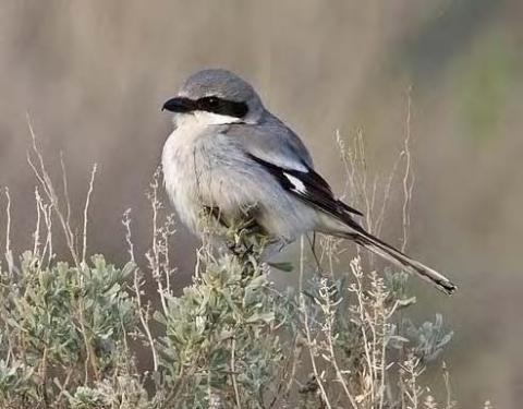 Loggerhead Shrike in Grant County, Washington (photo by Joe Higbee).