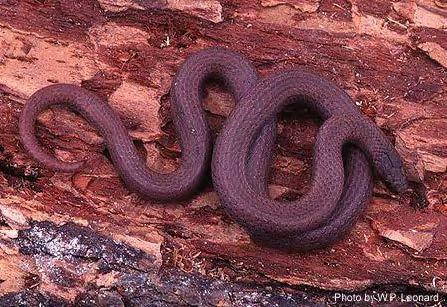 Common sharp-tailed snake (photo by Bill Leonard).
