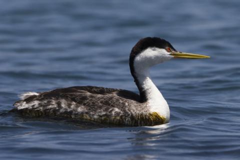 Western Grebe; image by mikebaird, courtesy of Encyclopedia of Life