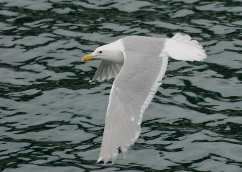 Beringmöwe - Glaucous-winged Gull (Larus glaucescens). Photo: Von B. Walker CC-BY-2.0 http://www.fotocommunity.de/pc/pc/display/14742443 