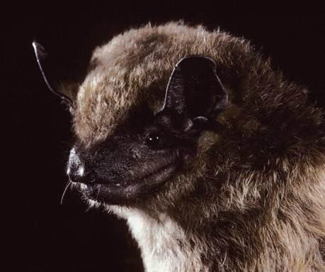 Image copyright Merlin D. Tuttle, Bat Conservation International, www.batcon.org