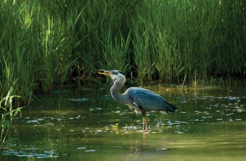 A great blue heron catching a fish in an estuary. Photo courtesy of NOAA 