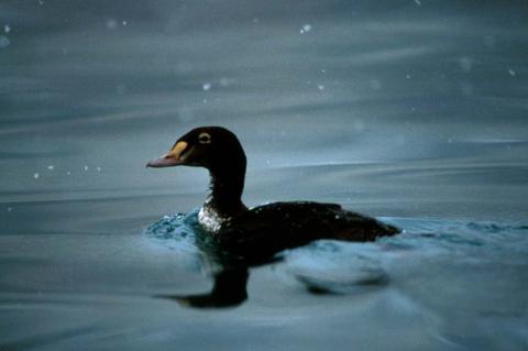 Black Scoter (Melanitta nigra). Photo by Dave Menke, U.S. Fish and Wildlife Service.