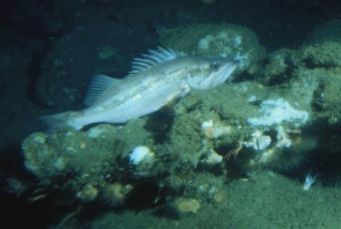 Bocaccio (Sebastes paucispinis). Photo courtesy of NOAA.