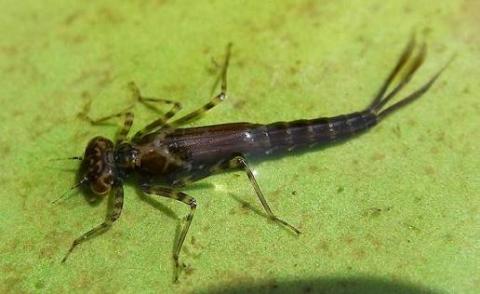 Benthic macroinvertebrates are visible to the naked eye. Photo by Jo Wilhelm, courtesy King County.