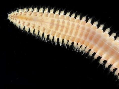 Catworm