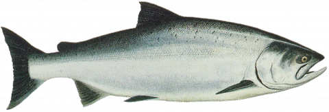 Drawing of Ocean Phase Chinook (king) salmon (Oncorhynchus tshawytscha)