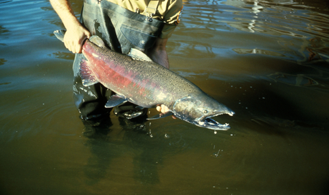 Chinook salmon (Oncorhynchus tshawytscha). Image courtesty U.S. Fish and Wildlife Service.