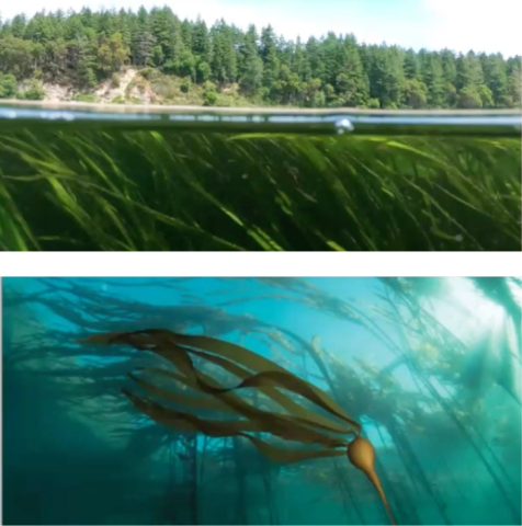 Split-view photo of an eelgrass bed and forested shoreline above water, alongside an underwater view of a bull kelp forest.