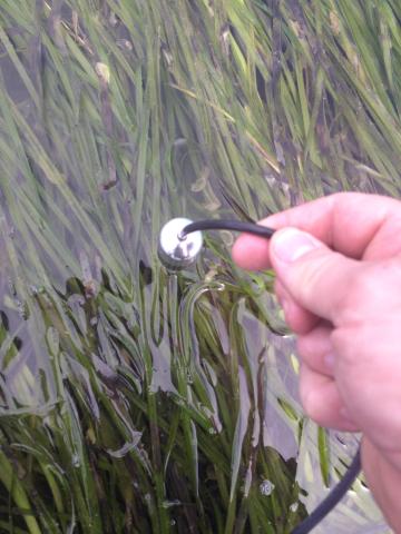 A hydrophone captures the sound of eelgrass. Photo by Jeff Rice.