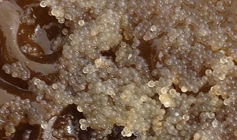 Closeup of herring spawn on kelp.
