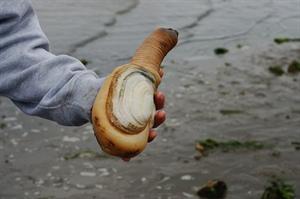 Geoduck (Panopea generosa). Image courtesy Washington Sea Grant.