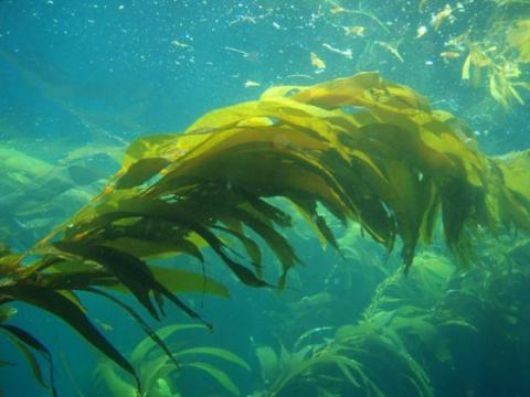 Giant Kelp (Macrocystis pyrifera). Photo by Claire Fackler. Courtesy of NOAA.