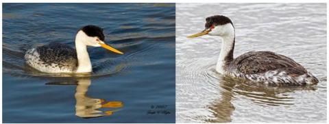 Clark’s grebe, left, is similar to the western grebe, right, but has white around the eye and a brighter yellow bill (photos by Joe Higbee).