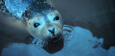 Harbor seal (Phoca vitulina). Image courtesy of NOAA.