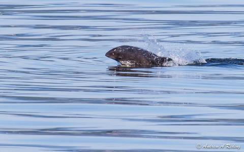 Harbor Porpoise (Phocoena phocoena). Bellingham Bay, WA. Photo: Andrew Reding (CC BY-NC-ND 2.0) https://www.flickr.com/photos/seaotter/9509722373/